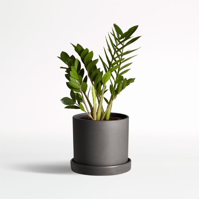 Live ZZ Plant in Black Hyde Planter by The Sill - Image 0