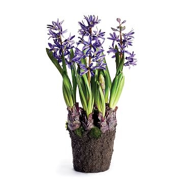 Hyacinth Botanical, Purple - Image 0