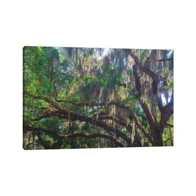 USA, Florida. Tropical Garden, Living Oak With Spanish Moss.-NNA29 - Image 0