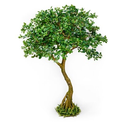 Serene Spaces Living Schefflera Umbrella Tree Plant, Real Looking Plant For Decoration, Measures 75" Tall - Image 0