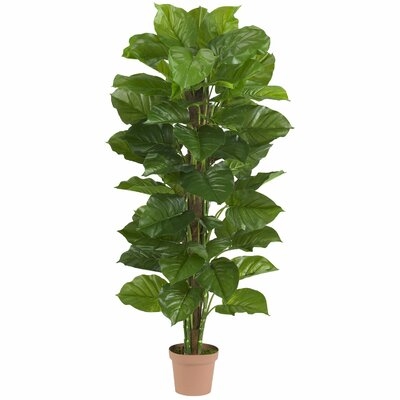 Philodendron Foliage Tree in Pot - Image 0
