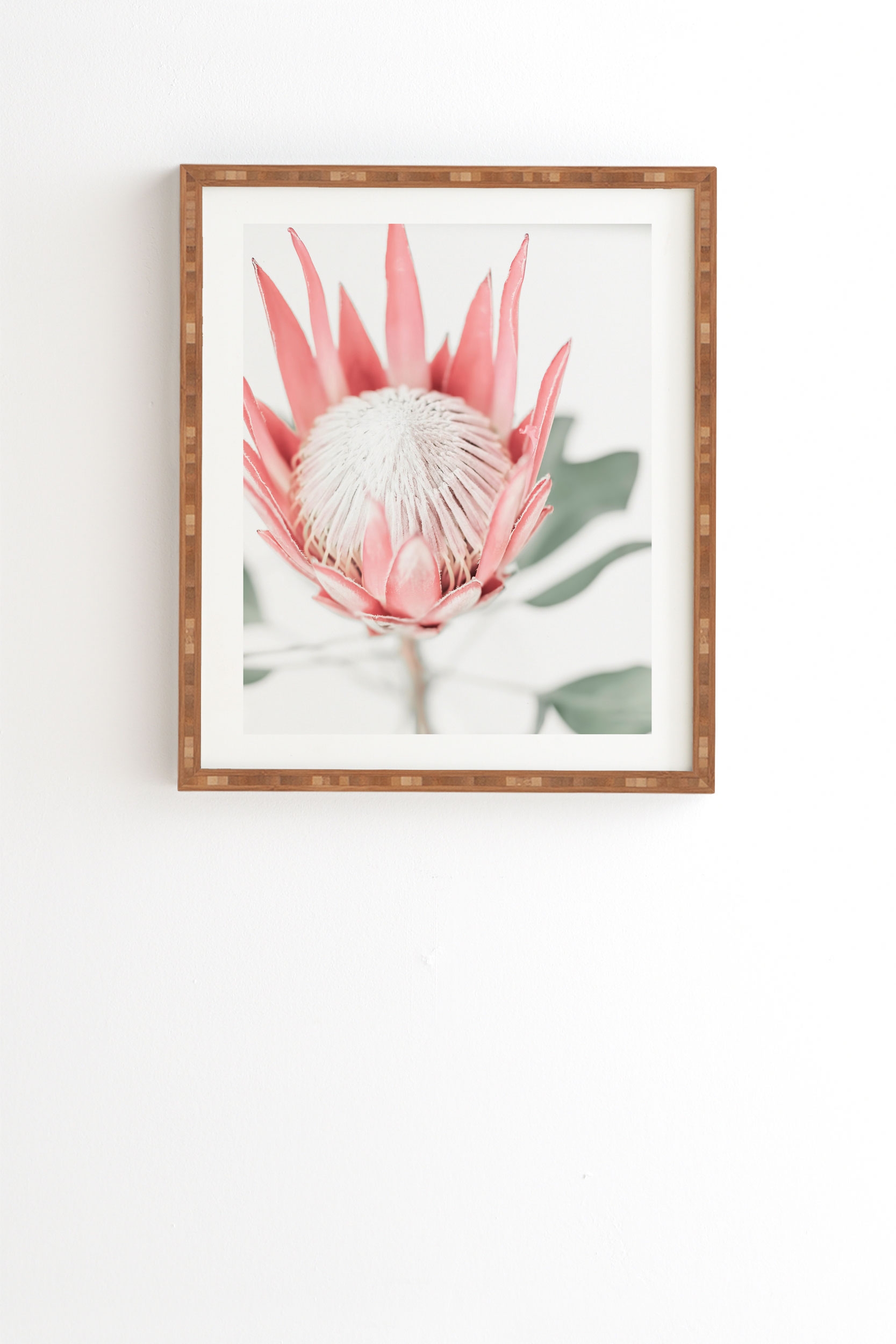 King Protea Flower Iii by Ingrid Beddoes - Framed Wall Art Bamboo 11" x 13" - Image 0