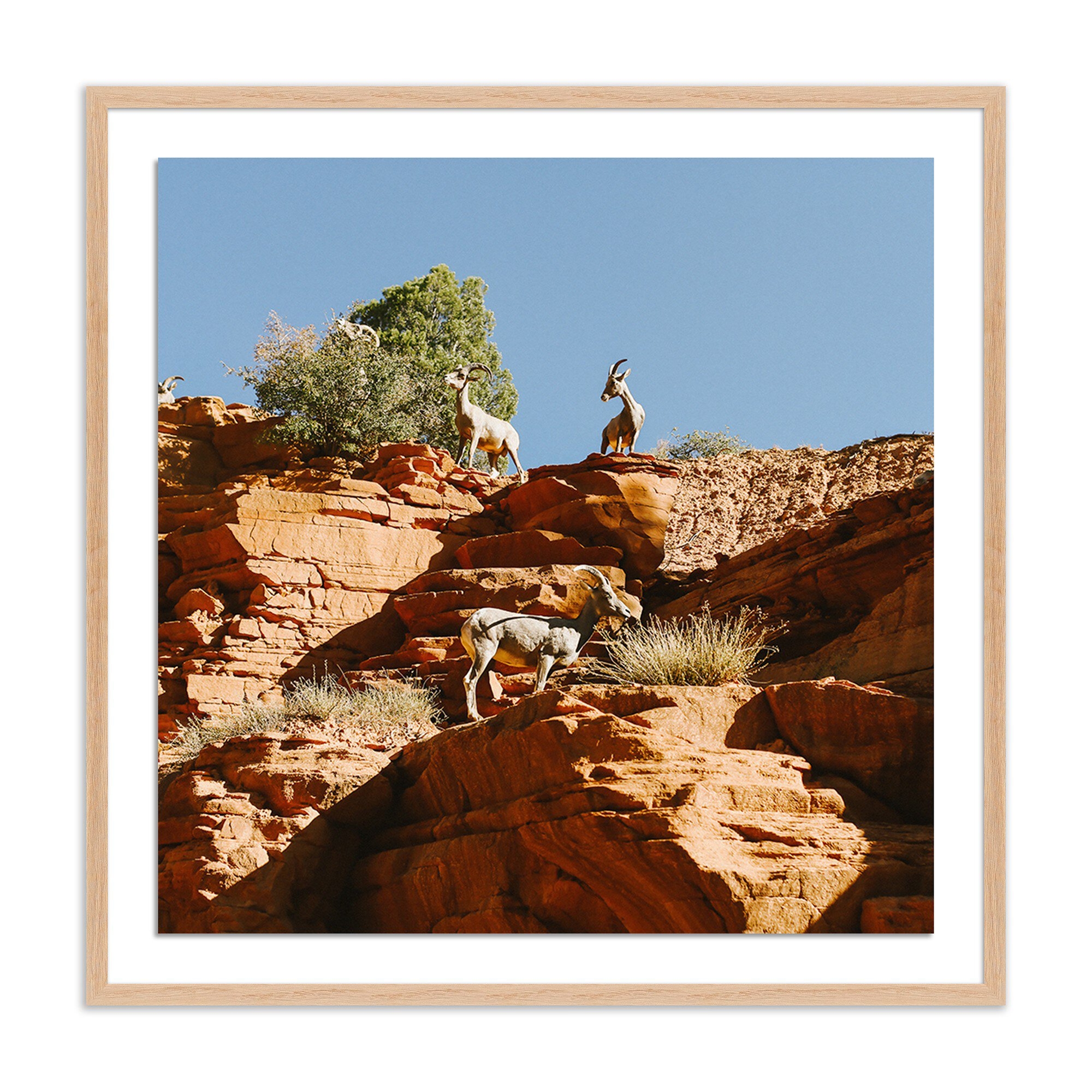 Wildlife - Zion, Ut by Wesley and Emma Teague - Vertical Grain 1.5 White Oak - Image 0