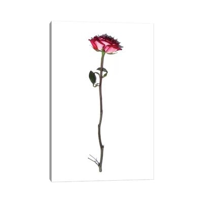 The Rose by Jonathan Brooks - Wrapped Canvas Gallery-Wrapped Canvas Giclée - Image 0