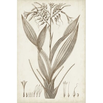Sepia Exotic Plants VII - Image 0