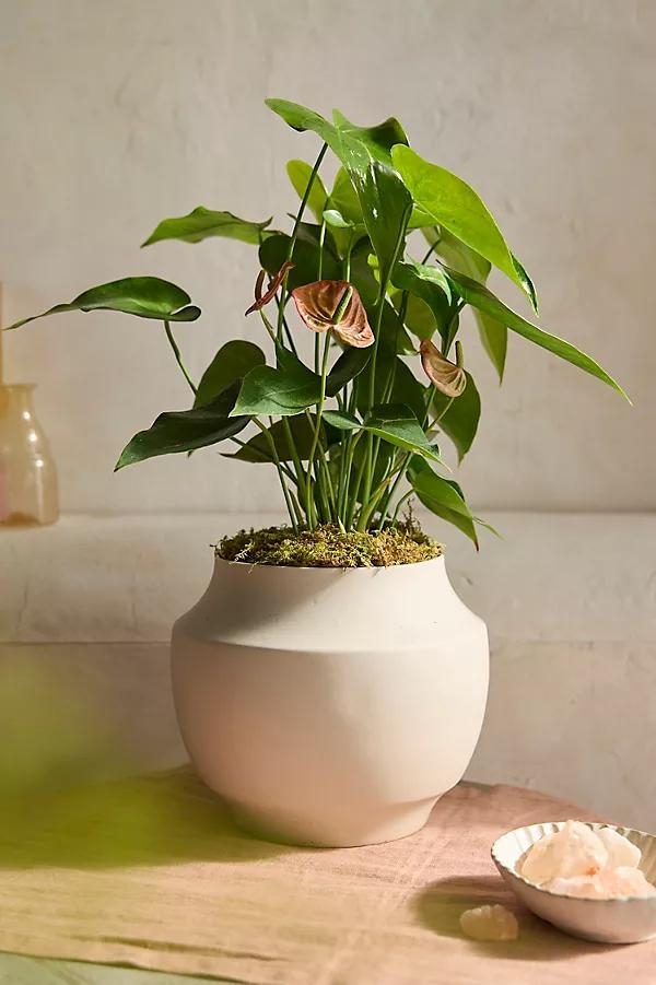 Pink Anthurium, Ceramic Planter - Image 0