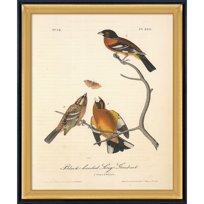 Black-Headed Grosbeak by Animals - Picture Frame Painting Print on Canvas - Image 0