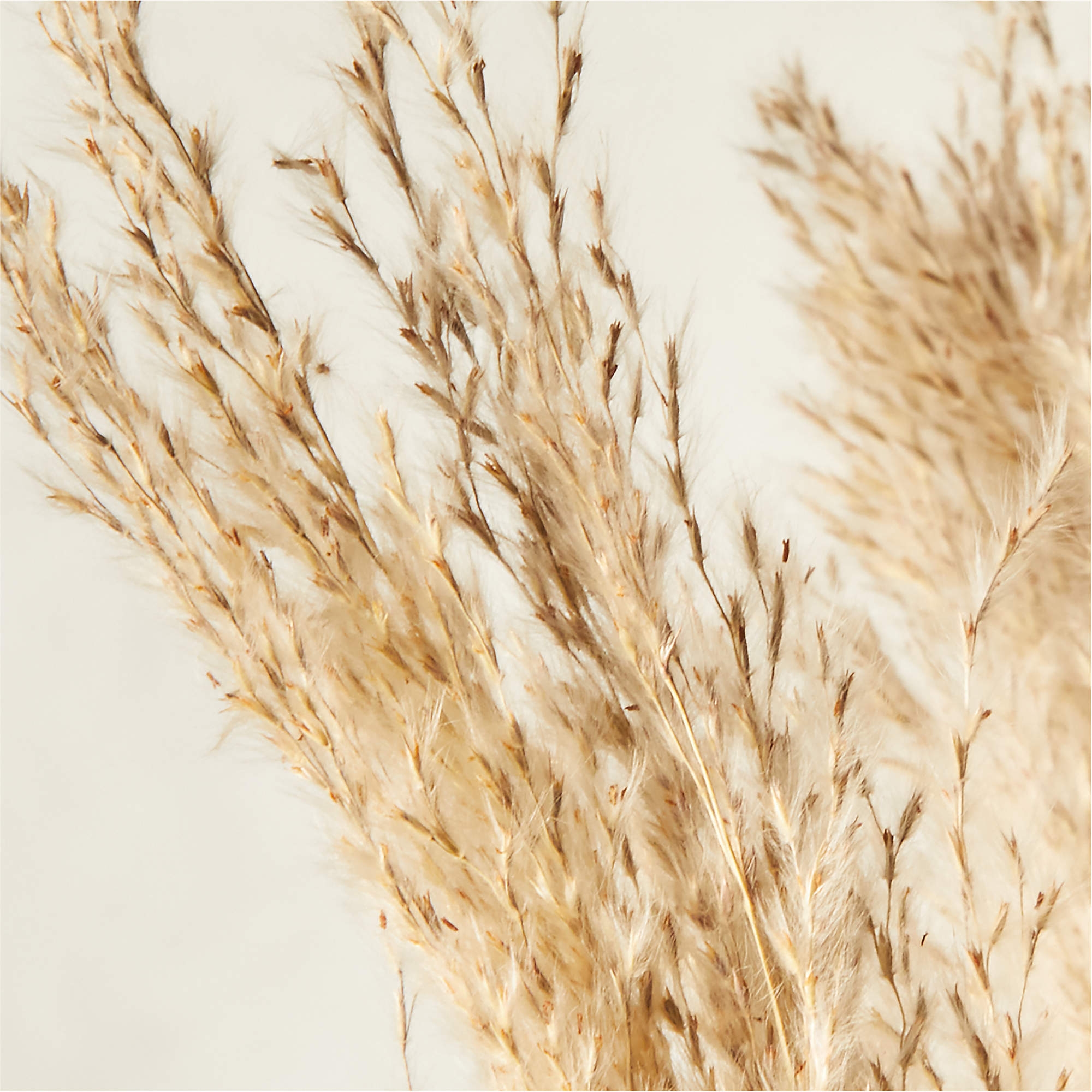 Feather Grass Stem, Set of 3 - Image 1
