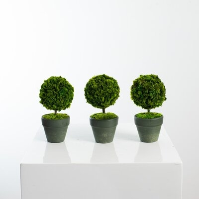 Set Of 3 Mini Preserved Celosia Moss Mini Topiary Ball Trees In Gift Box - Image 0