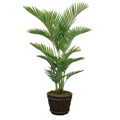 Alanis Palm Tree in Planter - Image 0