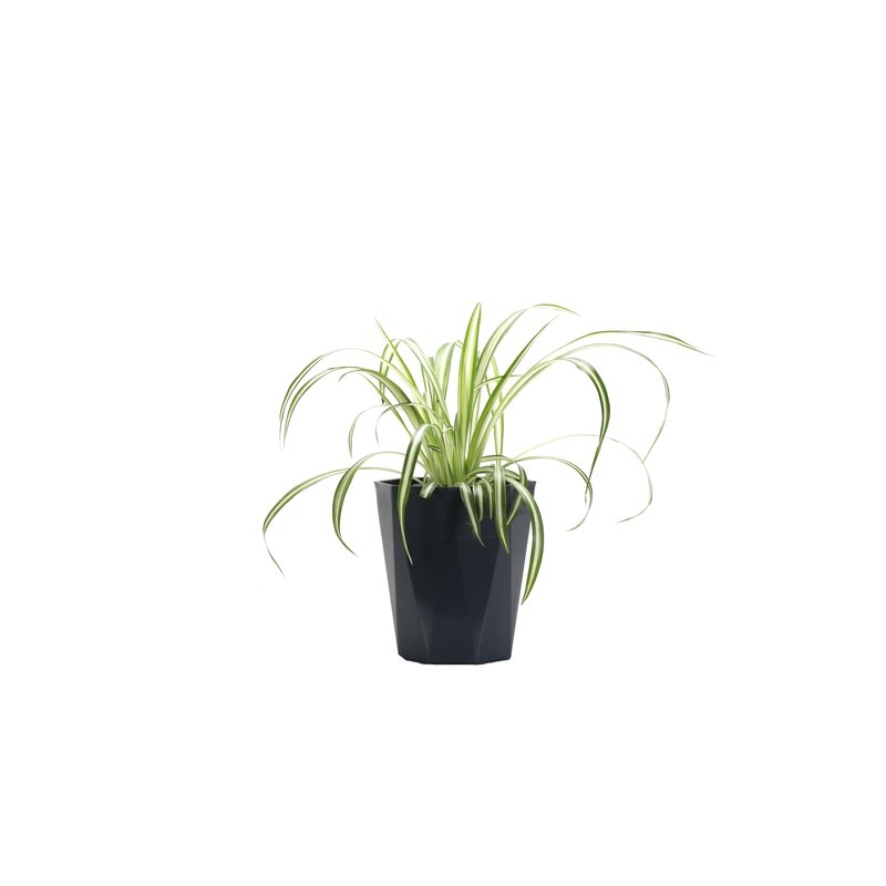 Thorsen's Greenhouse 11" Live Spider Plant in Pot - Image 0