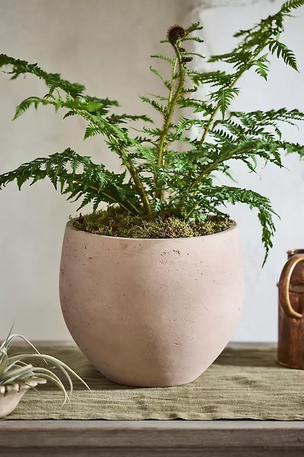 Cement Orb Planter - Image 0