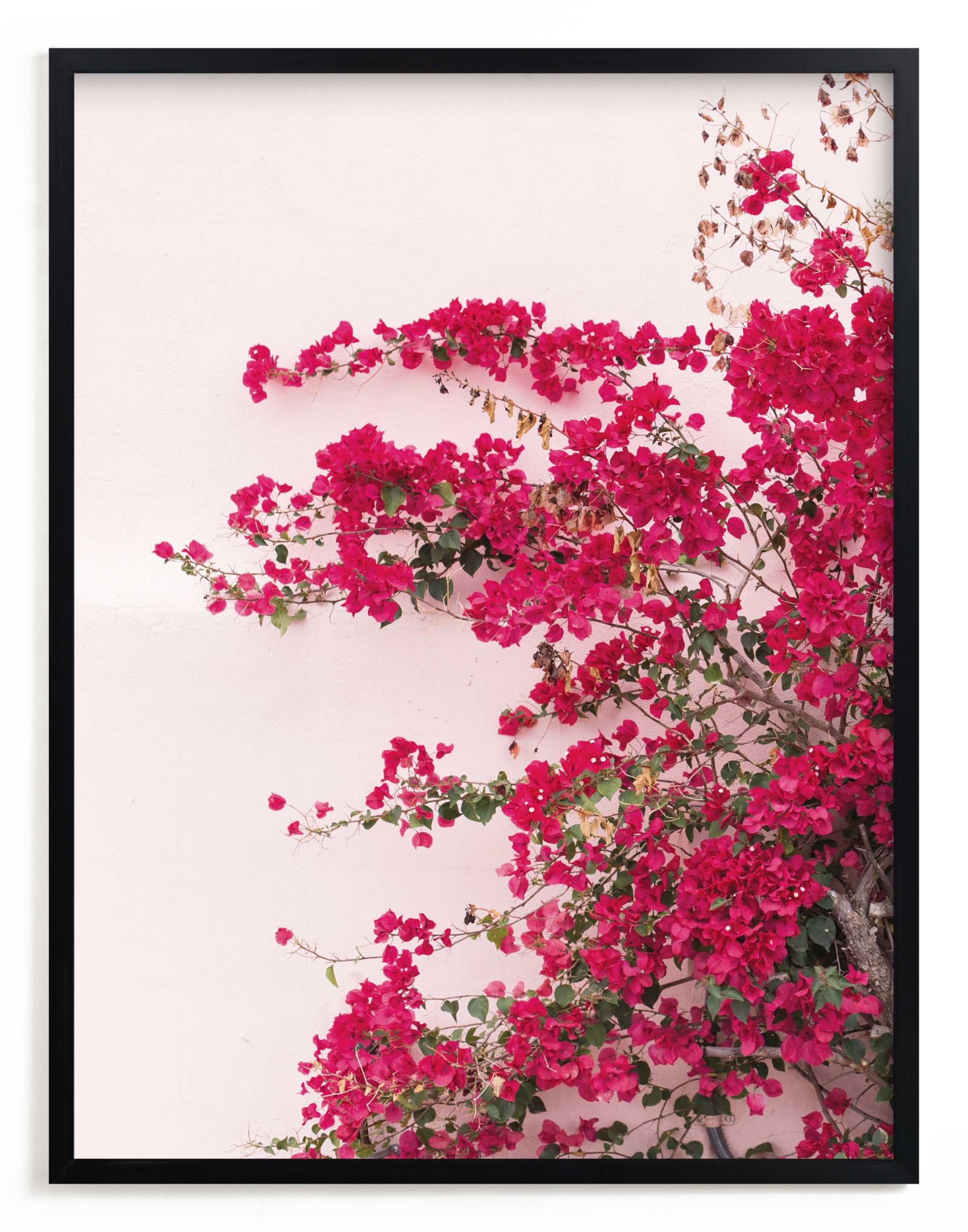 Bright Bougainvillea Limited Edition Fine Art Print 1 - Image 0