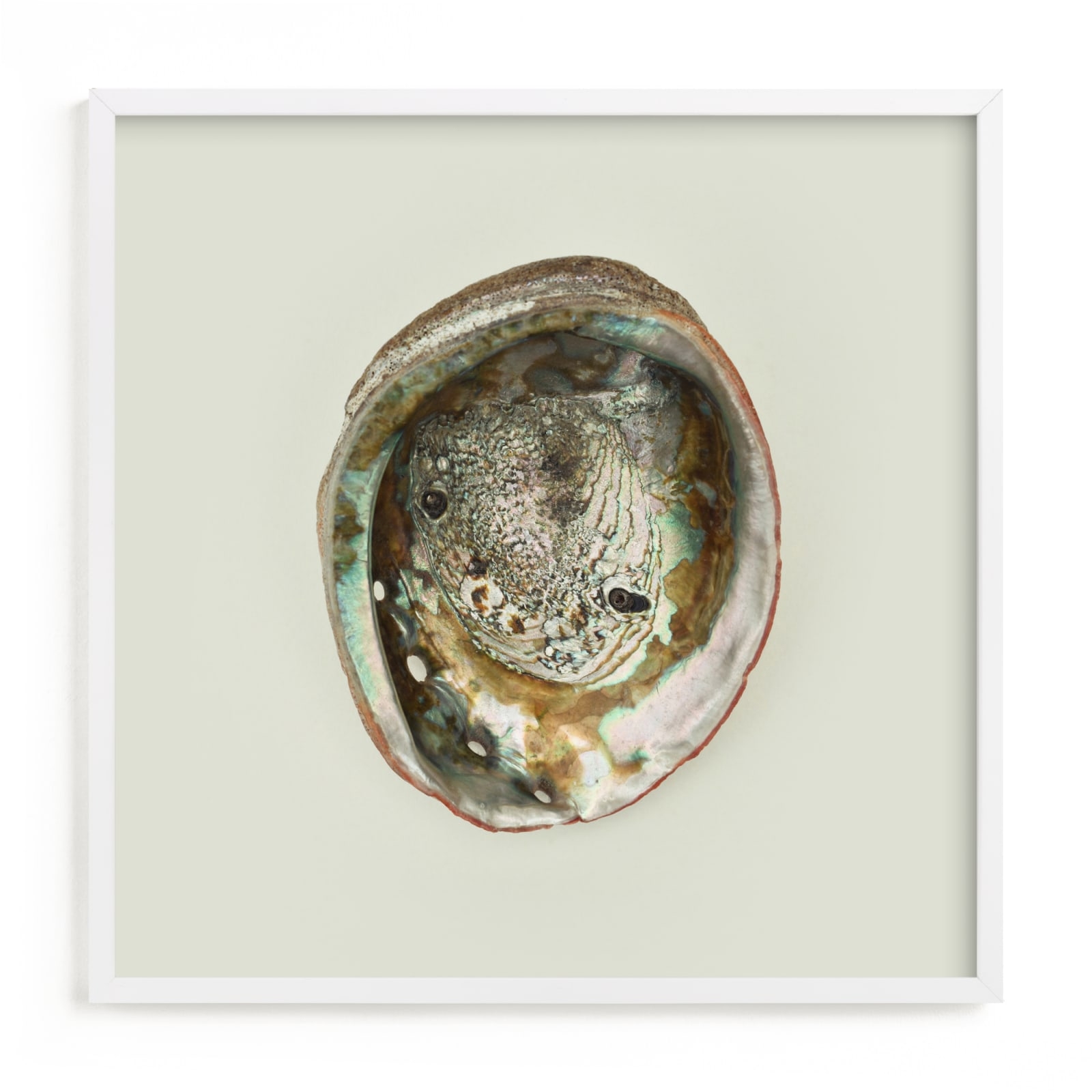Abalone Shell Limited Edition Fine Art Print 2 - Image 0