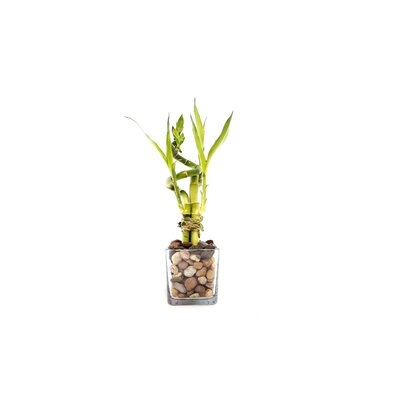 Live Bamboo Tree in Pot - Image 0