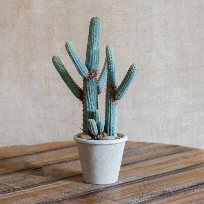 Cactus Succulent Plant in Planter - Image 0