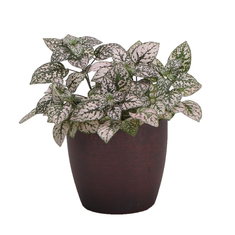 Thorsen's Greenhouse 4" Live Foliage Plant in Pot Base Color: Brushed Copper - Image 0