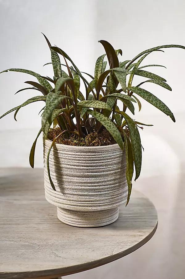 Ridged Texture Footed Planter, 5.5" - Image 0