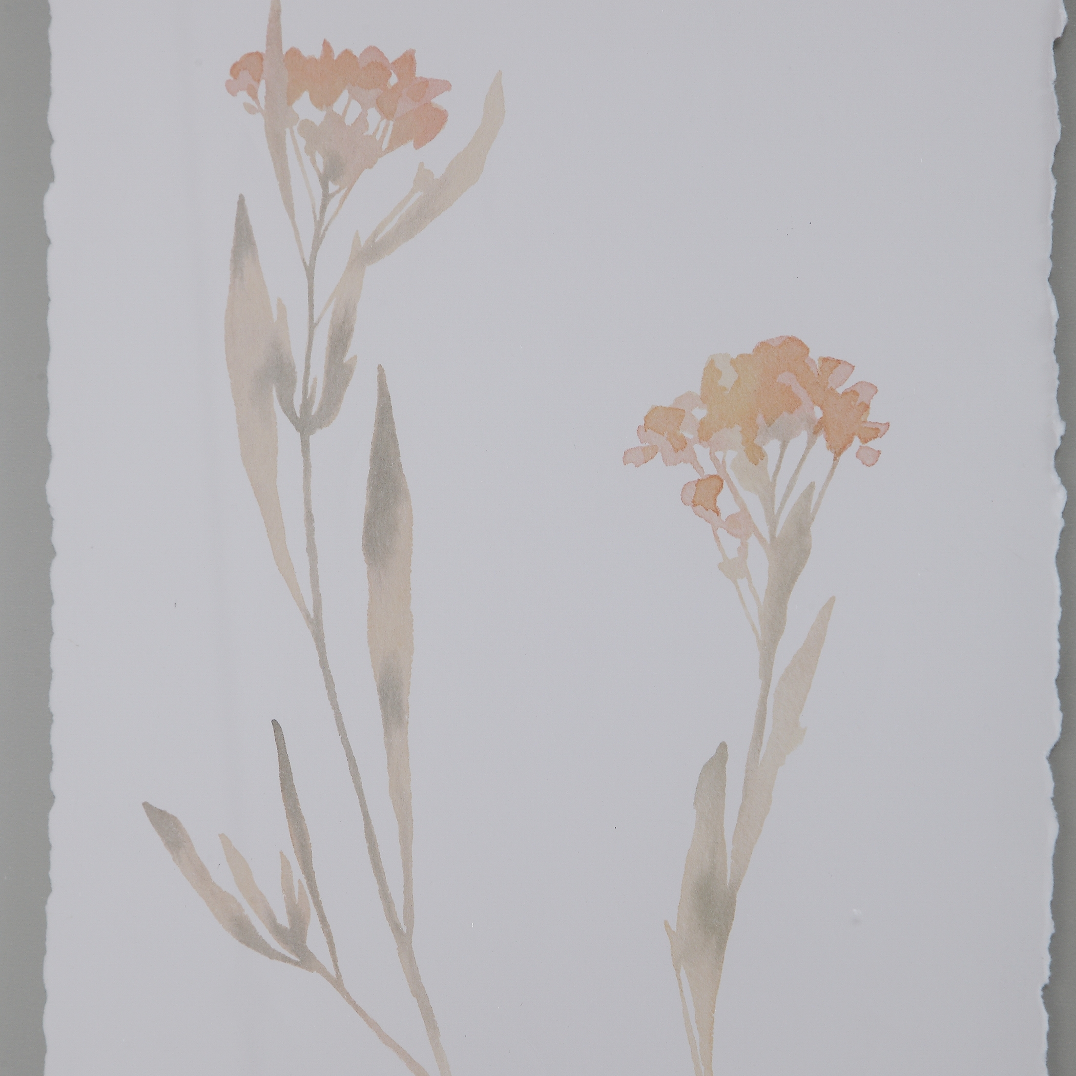 Flourish Framed Botanical Prints S/4 - Image 2