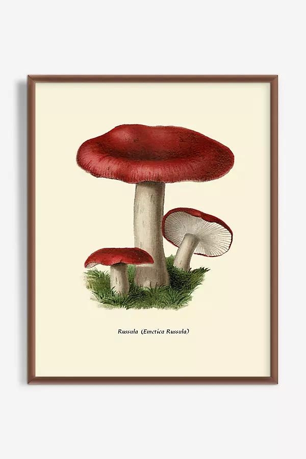 Mushroom Study Wall Art - Image 0
