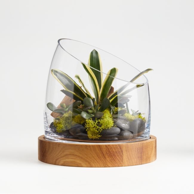 Small Slant Terrarium with Wood Base - Image 0