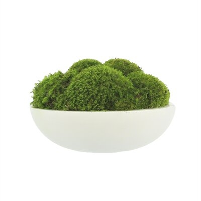 Natural Moss In White Large Bowl - Image 0