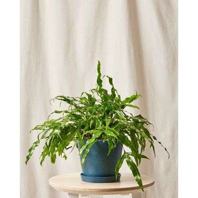 Kangaroo Fern in Recycled Plastic Pot & Saucer Live Plant - Image 0