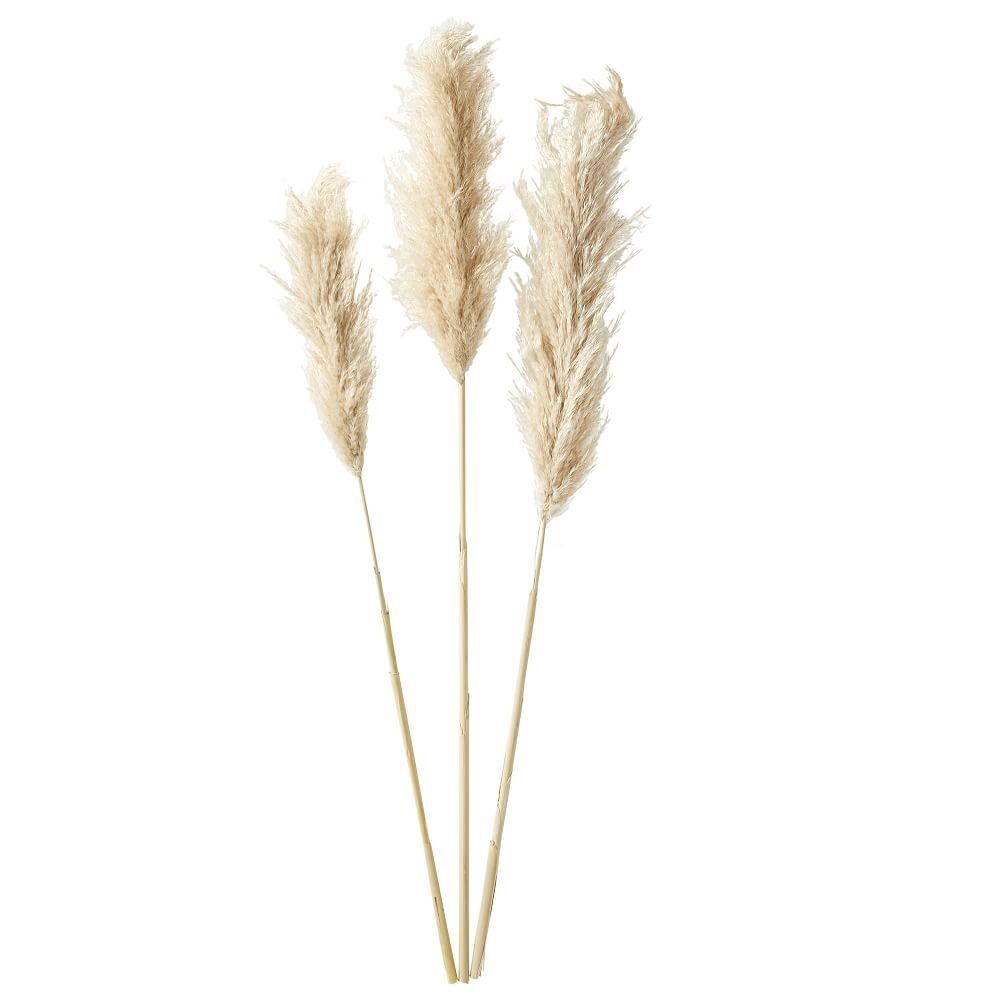 Tall Dried Pampas Bundle, Set of 3, Natural - Image 0