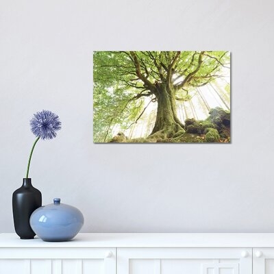 Huge Ponthus Beech in Broceliande Forest by Philippe Manguin - Wrapped Canvas Photograph Print - Image 0