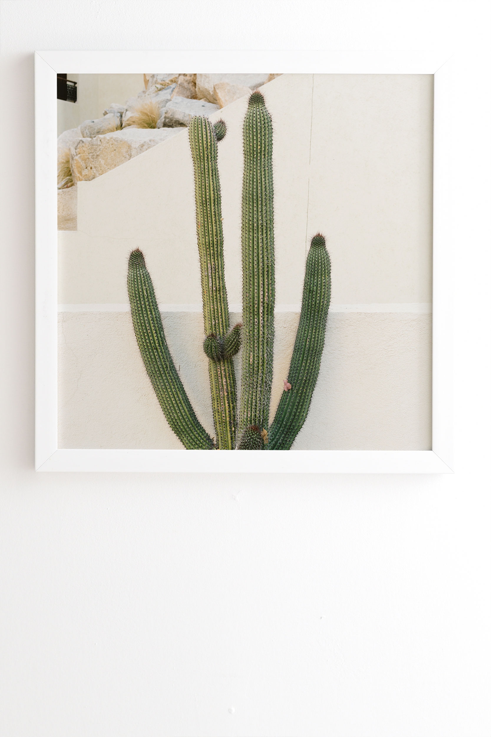 Cabo Cactus X by Bethany Young Photography - Framed Wall Art Basic White 30" x 30" - Image 0