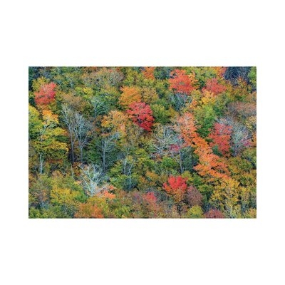Deciduous Forest In Autumn, Acadia National Park, Maine - Image 0