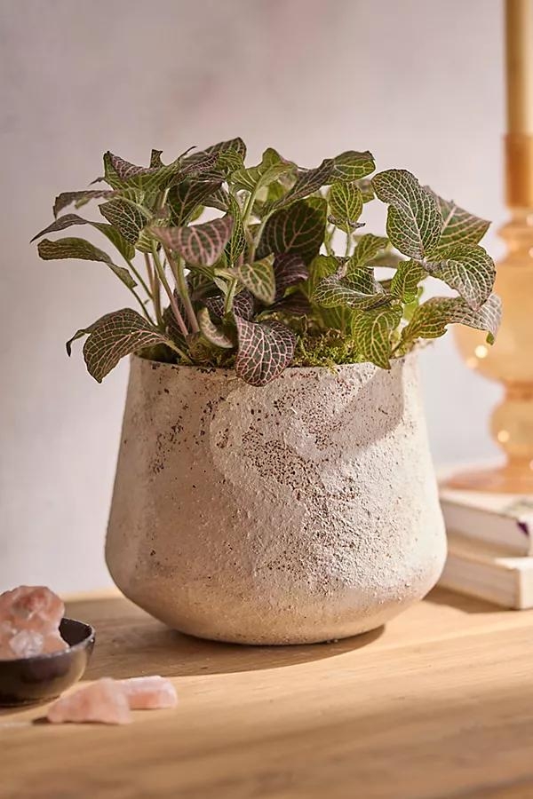 Aged Iron Droplet Pot - Image 0