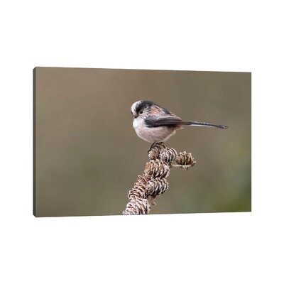 Long Tailed Tit on Larch Cones by Dean Mason - Wrapped Canvas Photograph Print - Image 0