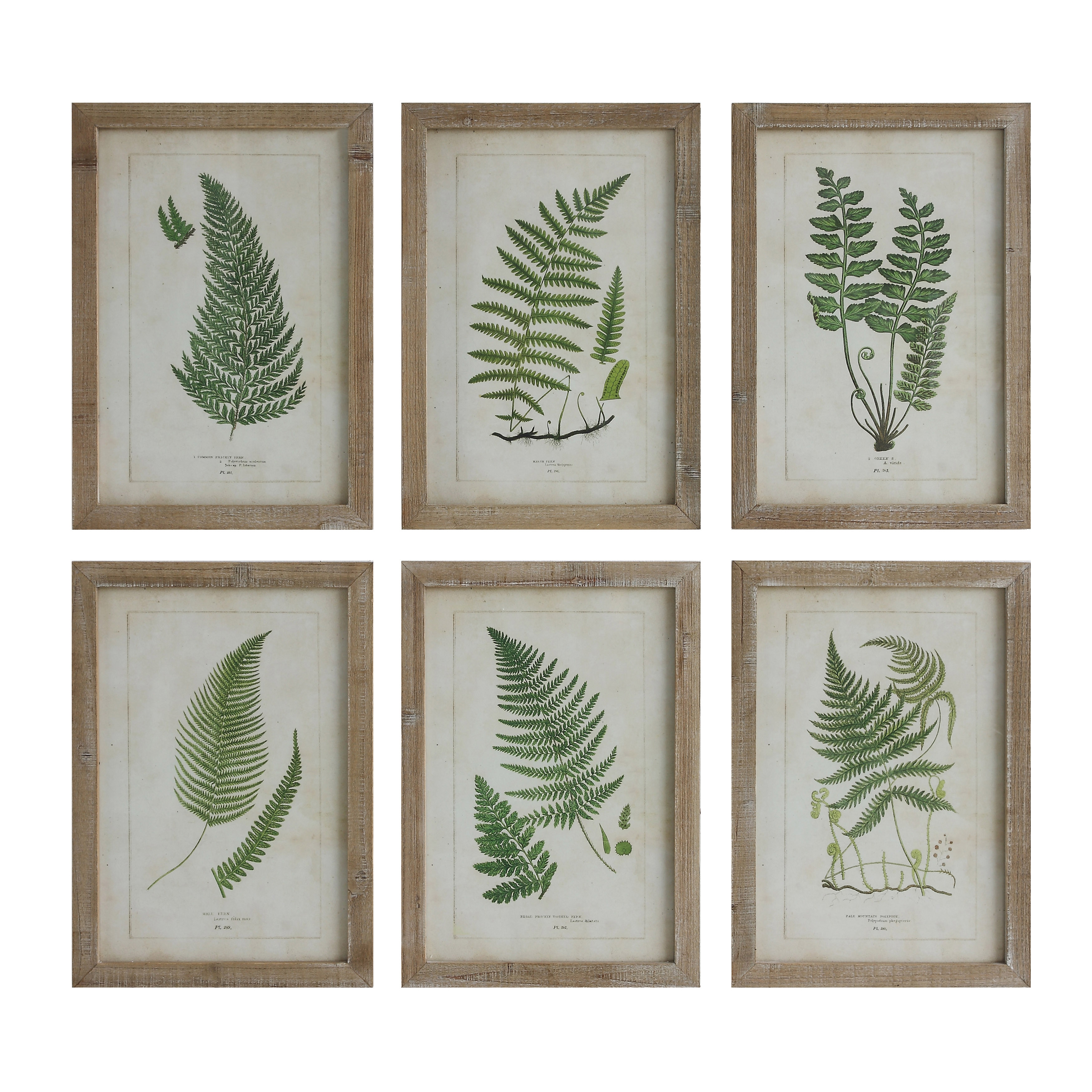 Wood Framed Wall Décor with Fern Fronds (Set of 6 Designs) - Image 0
