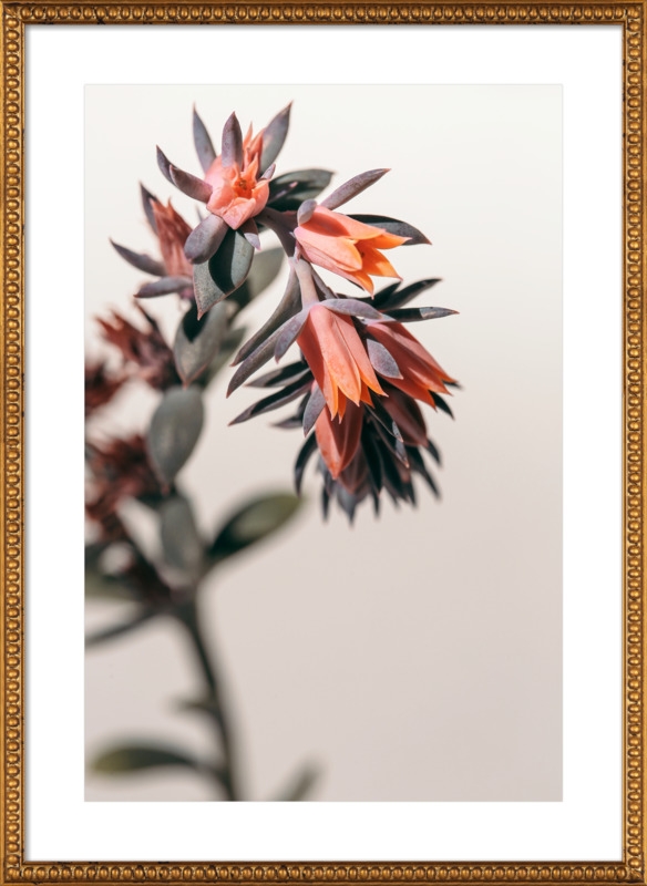 Summer Succulent #2 by Alicia Bock for Artfully Walls - Image 0
