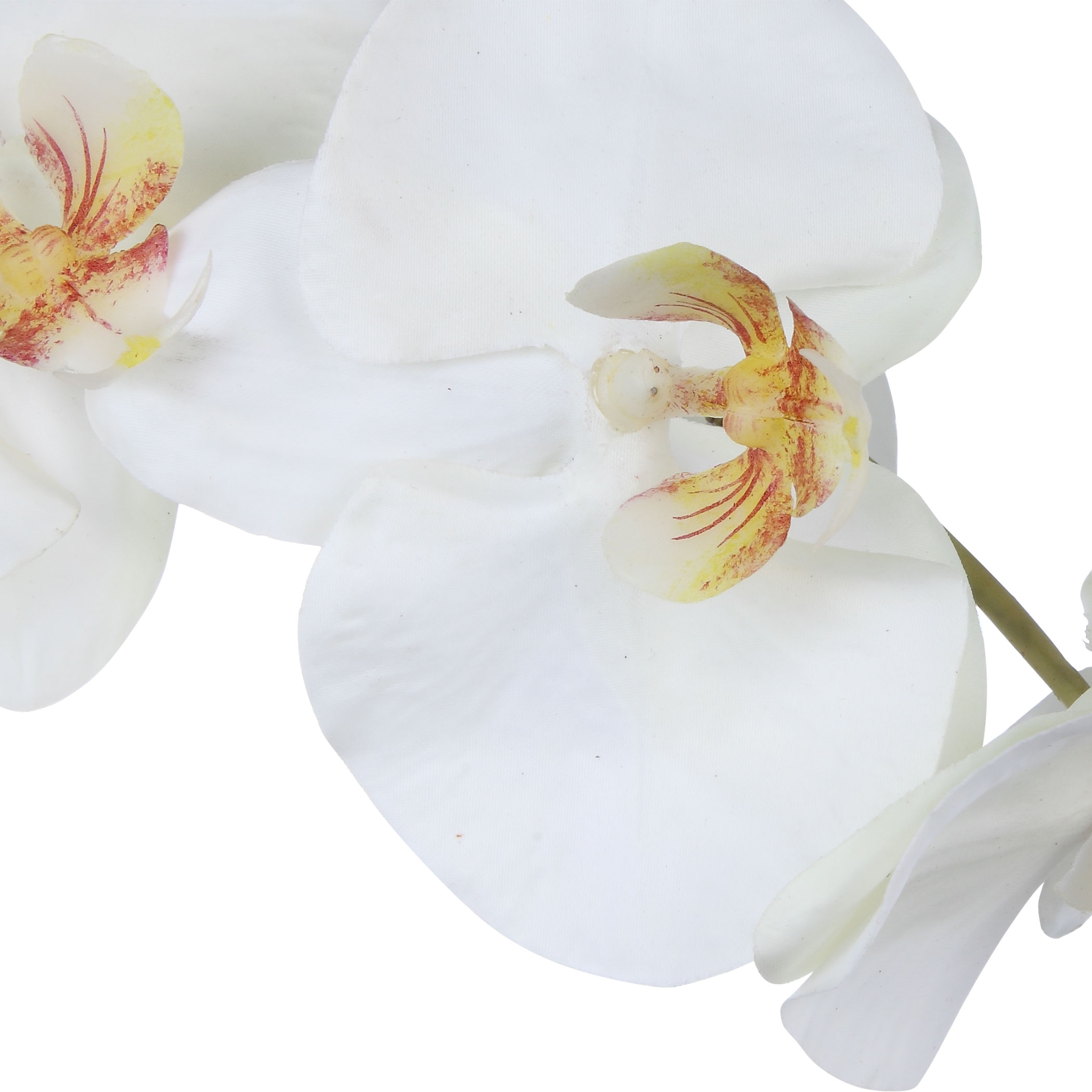 Eponine White Orchid - Image 2