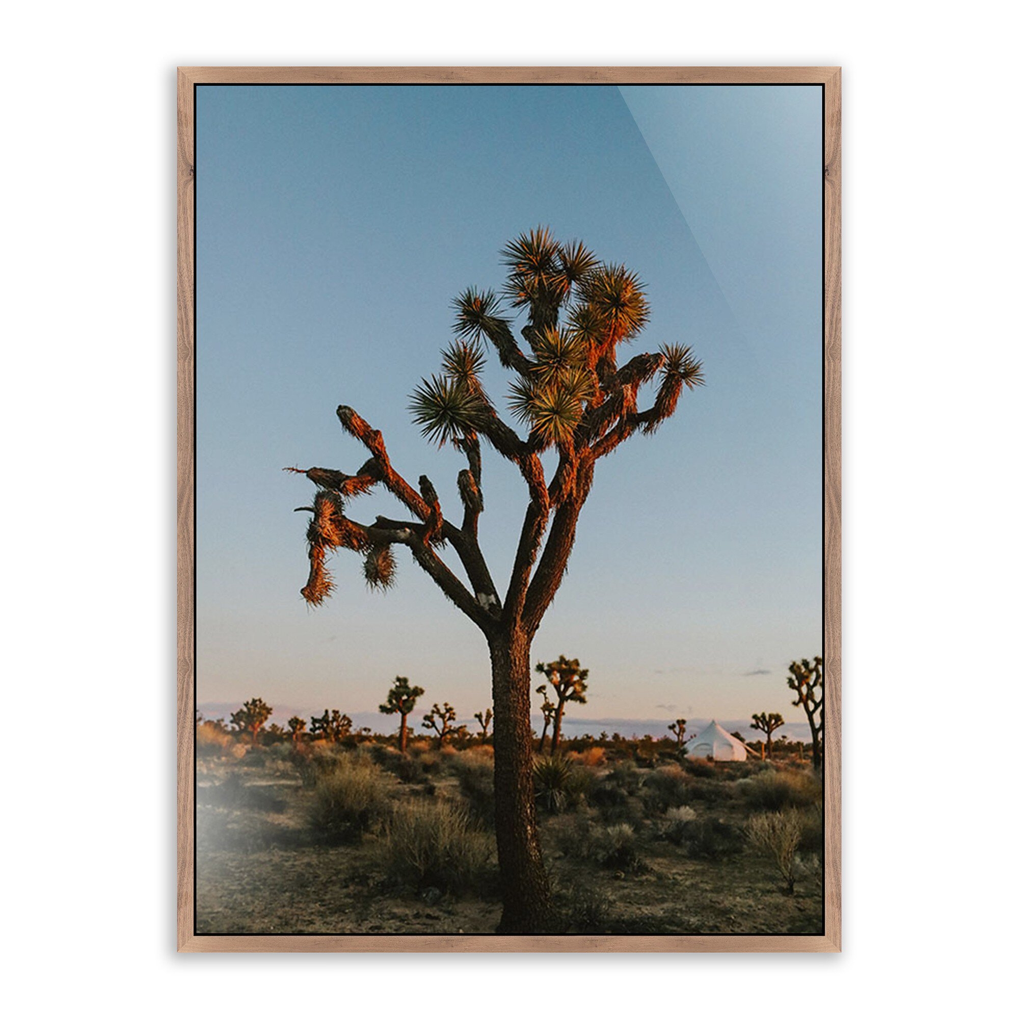 Camp Sunrise/Joshua Tree by Wesley and Emma Teague - Rustic Walnut Floater - Image 0