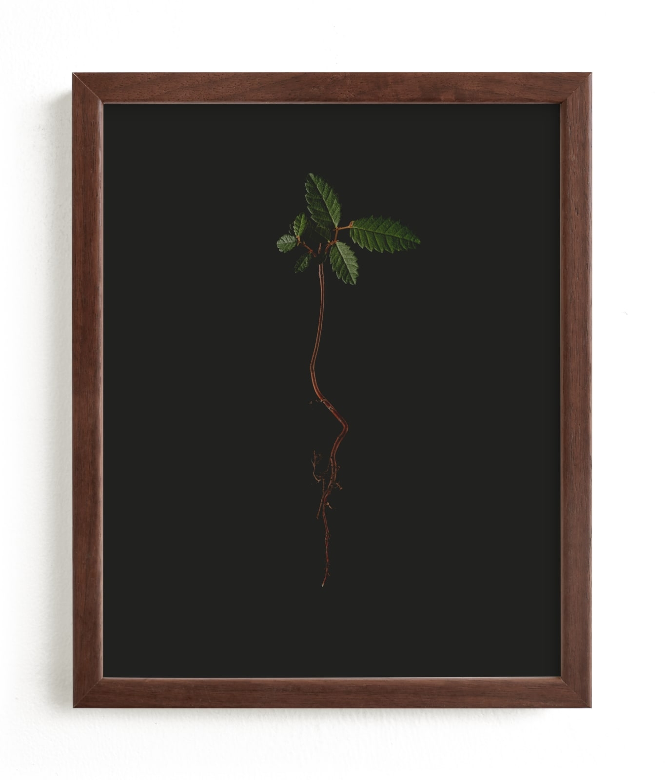 Seedling Elm I Limited Edition Fine Art Print 2 - Image 0