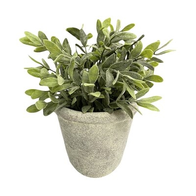 11" Quality Frosted Grey Boxwood Leaves In Cement Pot - Image 0
