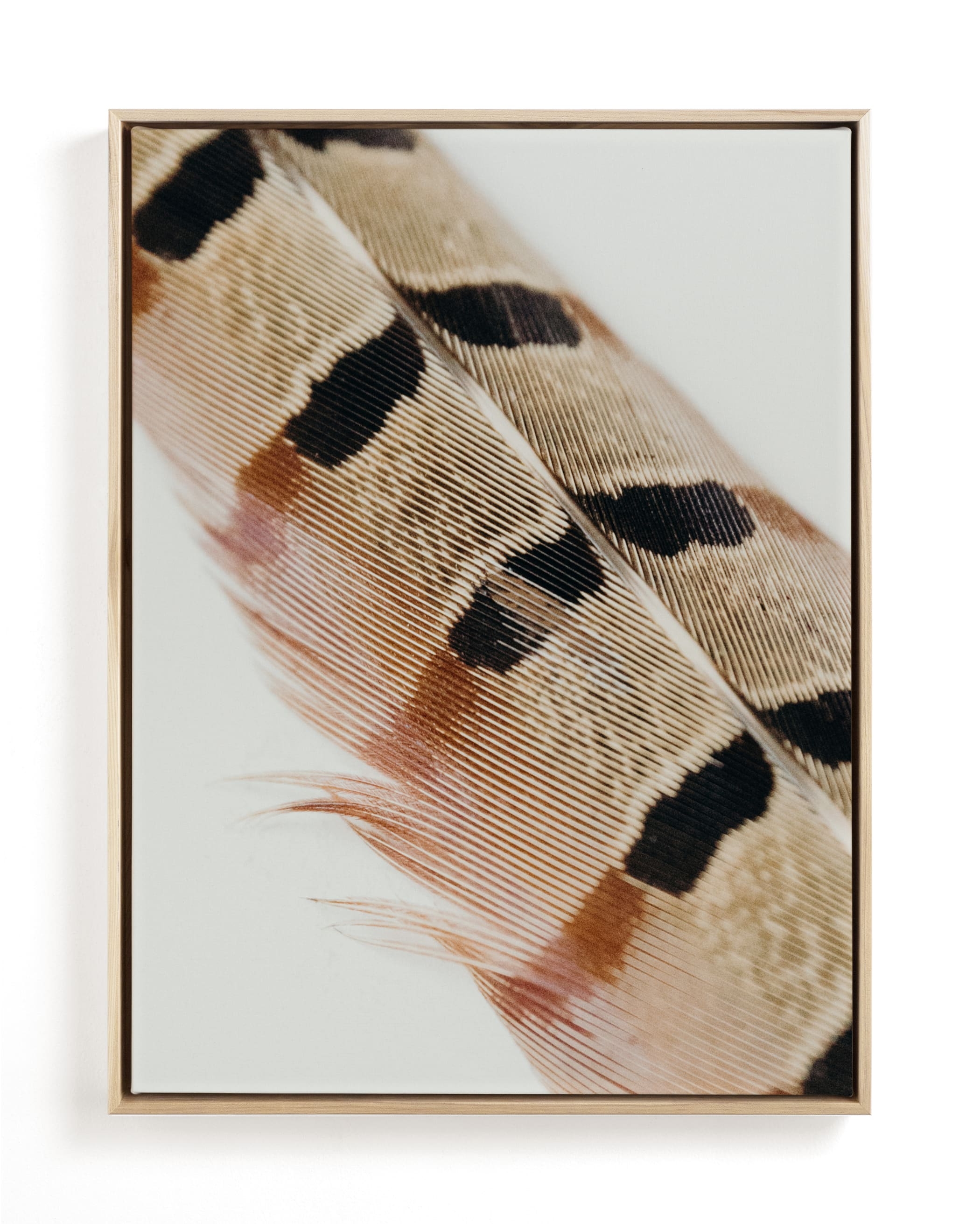 Feather Study I Limited Edition Fine Art Print 2 - Image 0