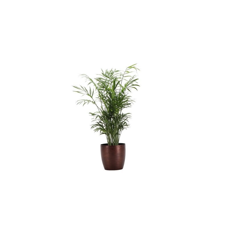 Thorsen's Greenhouse 16" Live Neantha Bella Palm Plant in Pot Base Color: Copper - Image 0