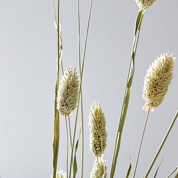 Dried Canary Grass - Image 1
