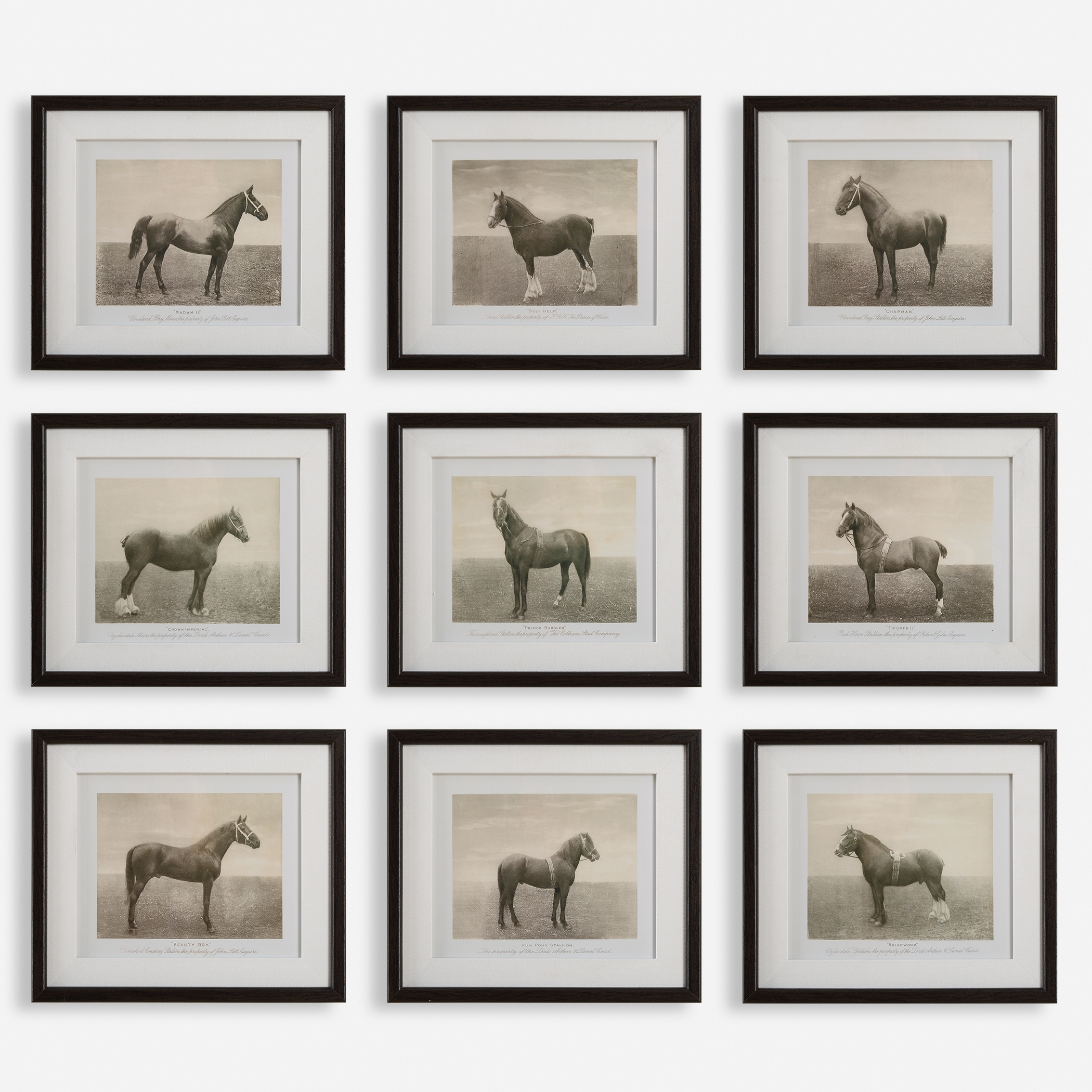 Equine Dynasty Framed Prints Set/9 - Image 0