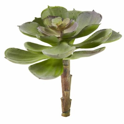 Echeveria Succulent Plant - Image 0