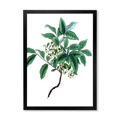 Vintage Green Leaves Plants IV - Traditional Canvas Wall Art Print FDP35467 - Image 0