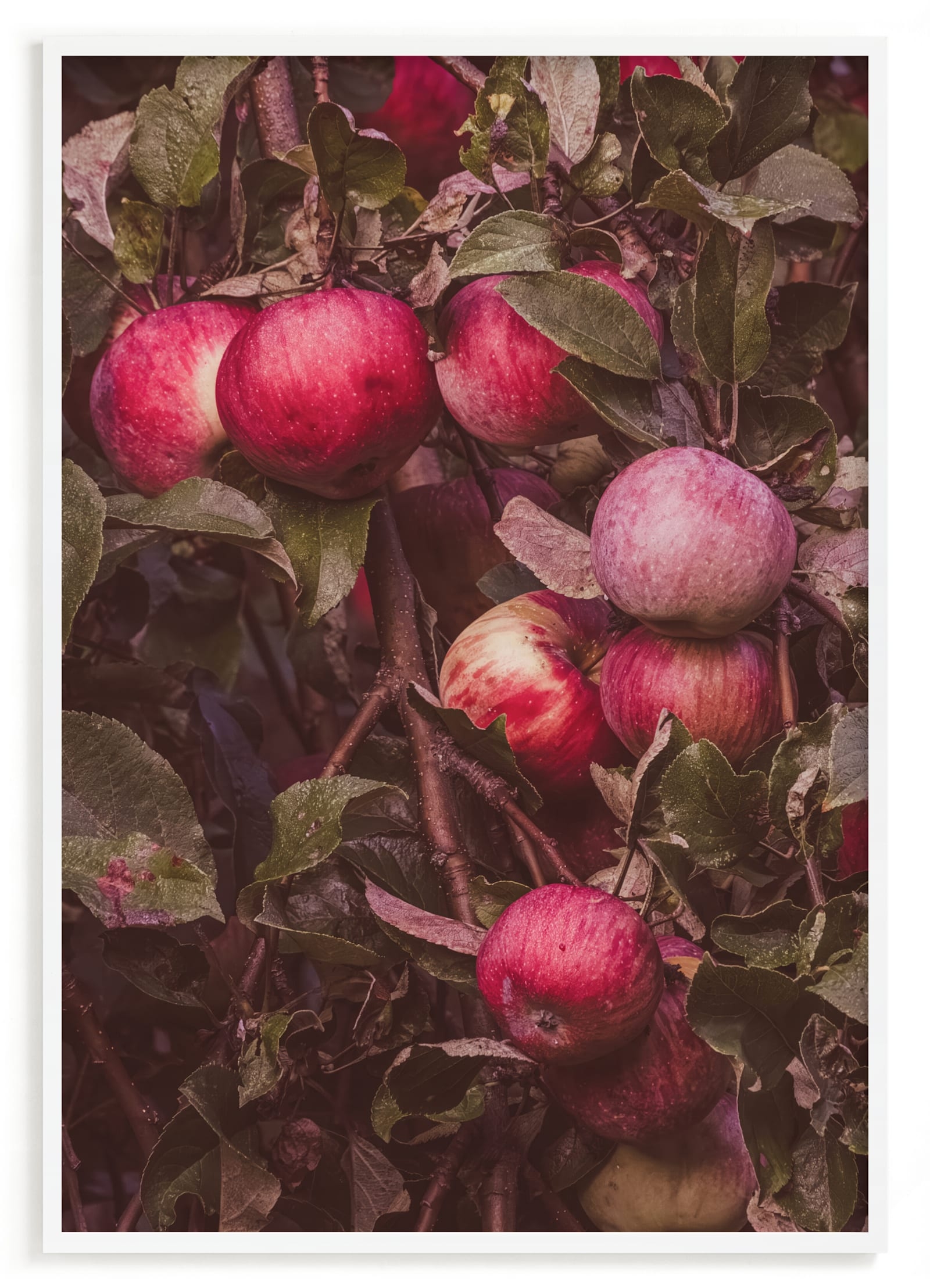Apple Season Limited Edition Fine Art Print 2 - Image 0