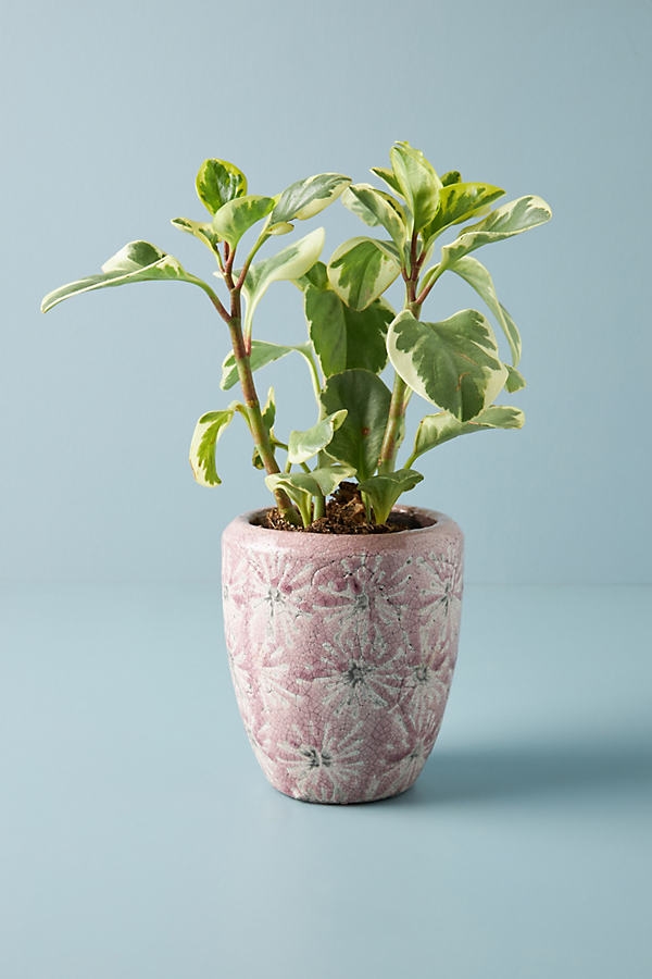 Beatrice Pot By Anthropologie in Pink Size S - Image 0