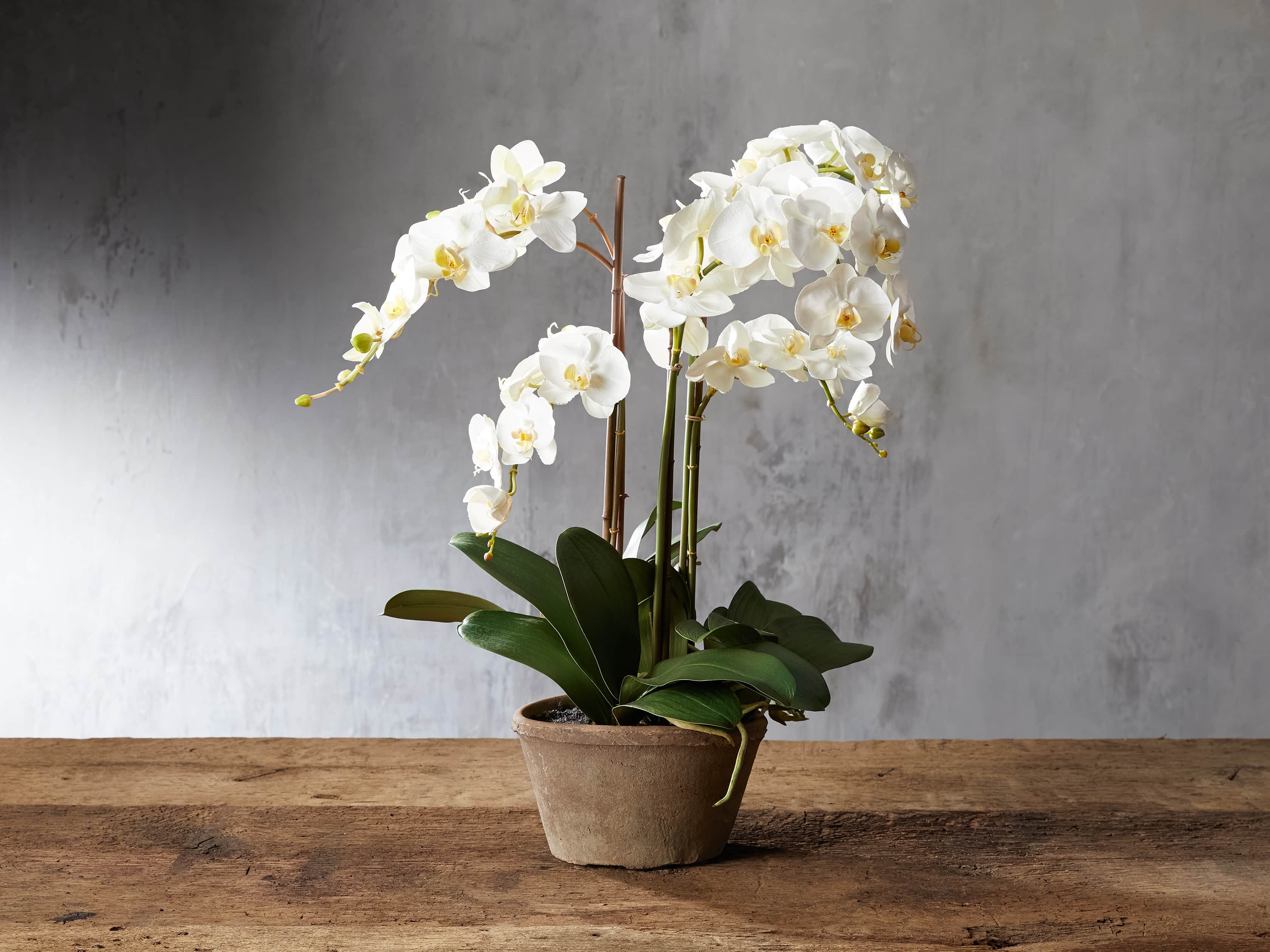 Faux White Phalaenopsis Orchid in Rustic Pot - Image 0
