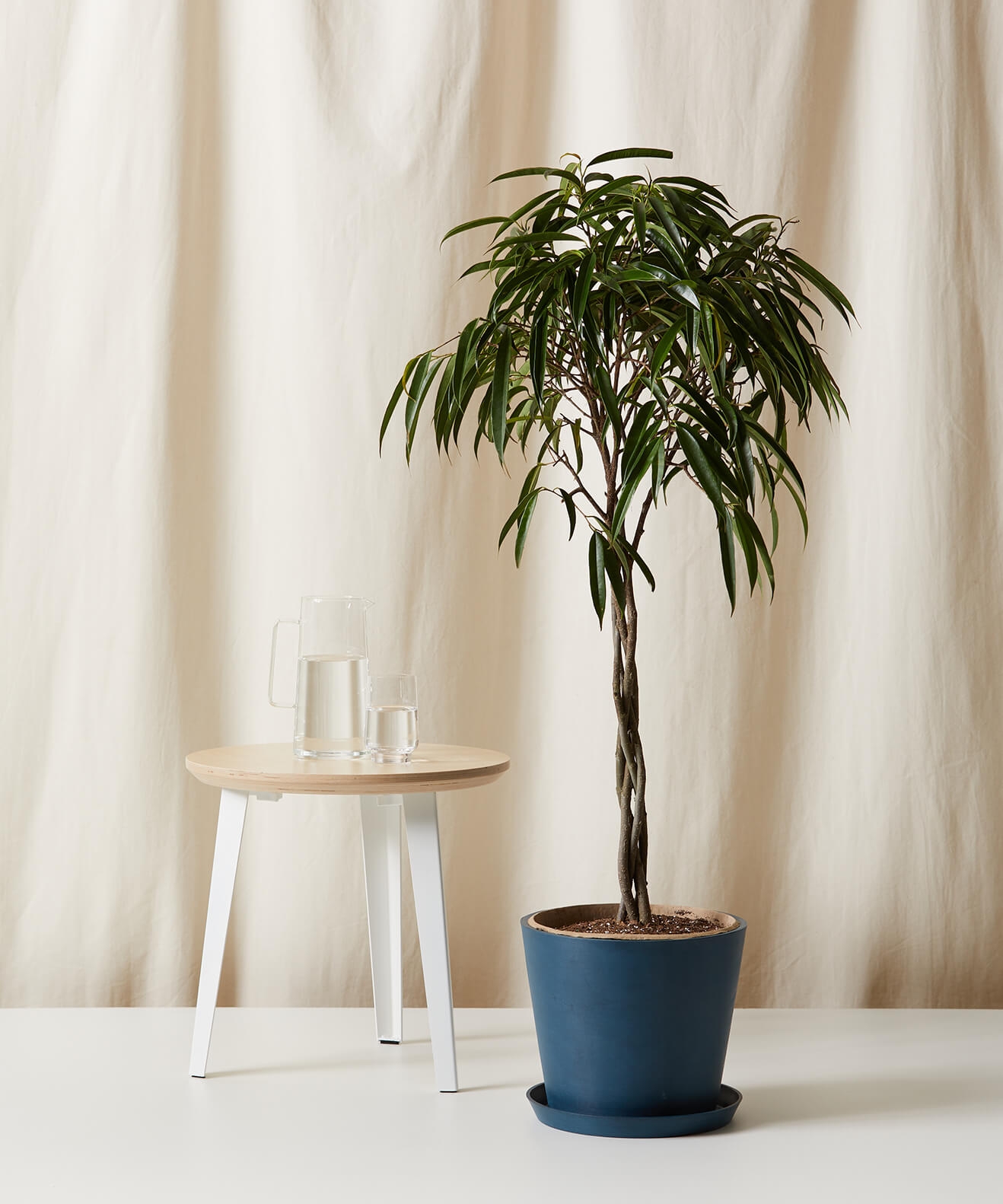 Ficus Alii -  Indigo - Image 0