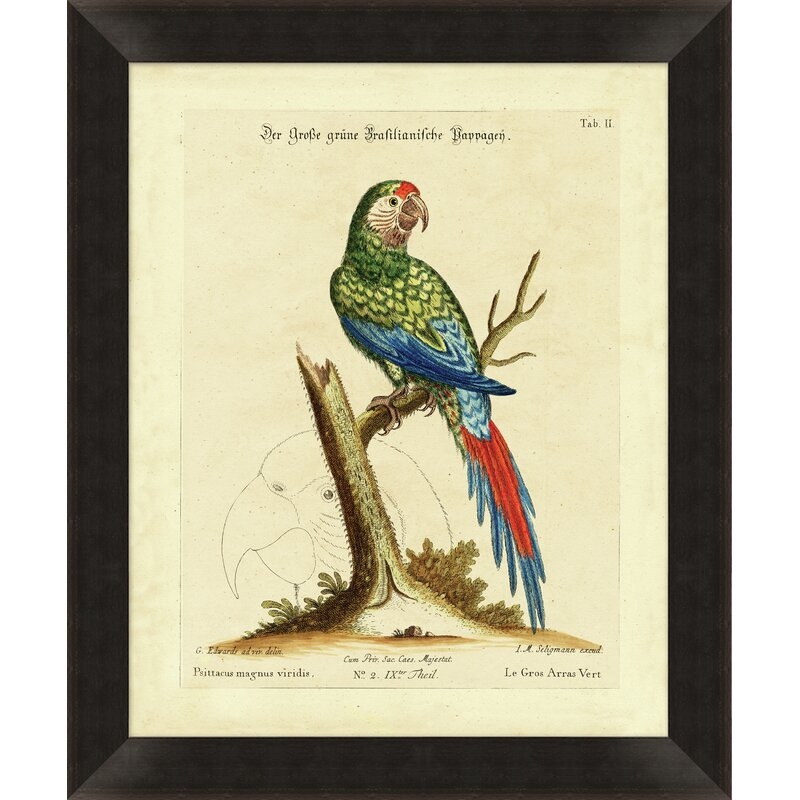 Wendover Art Group Parrot - Picture Frame Graphic Art - Image 0